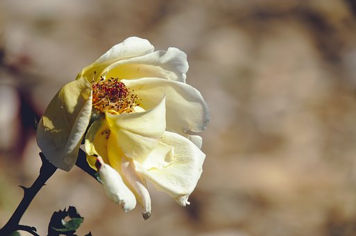 wilting rose